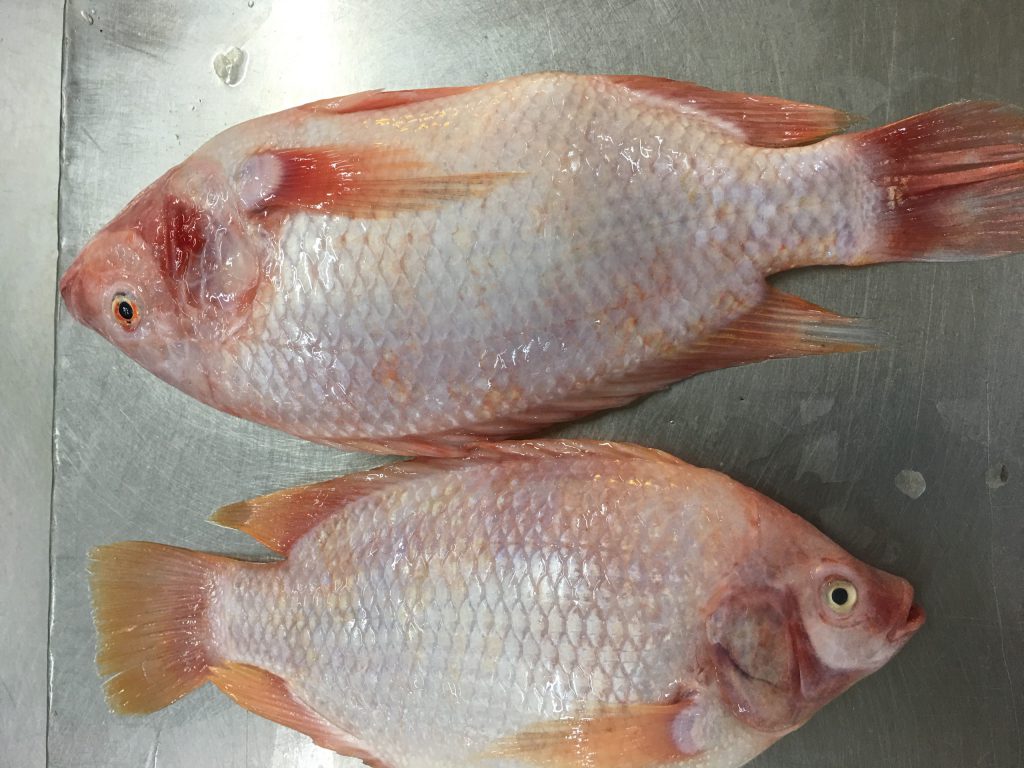RED TILAPIA Nvdseafood